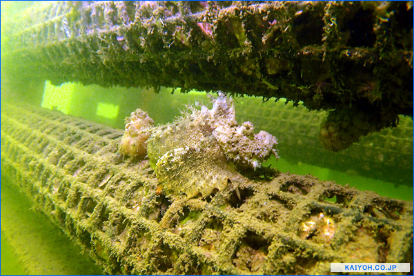 Jfシェルナース 貝殻が魚を育む魚礁 海洋建設株式会社 写真集